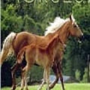 HORSES 2008 (CALENDARIO 30X30)
				 (edición en inglés)